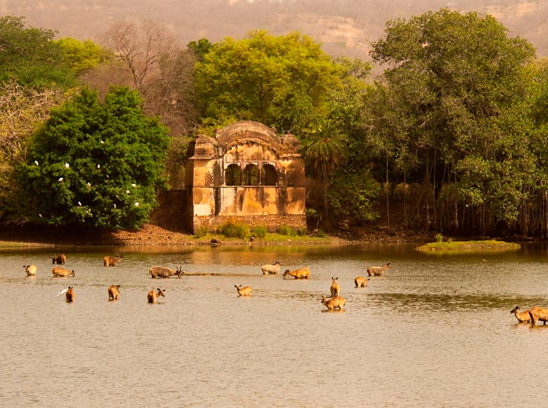 Triángulo Dorado con Ranthambore (Delhi – Agra – Ranthambore – Jaipur